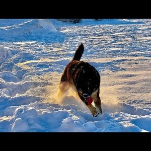 Meet your Posher, Lingga